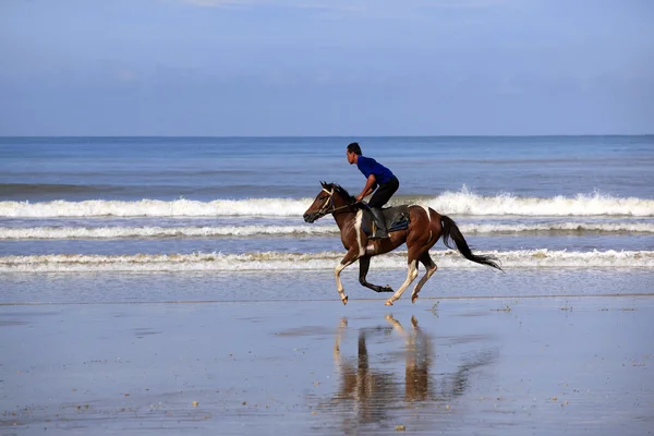 Cheval de course sur la plage — Photo