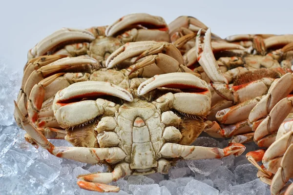 Crabs — Stock Photo, Image