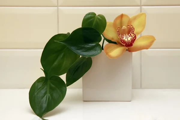 Orchidee — Stockfoto