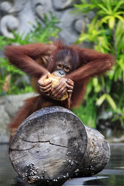 Junge Orang-Utans — Stockfoto