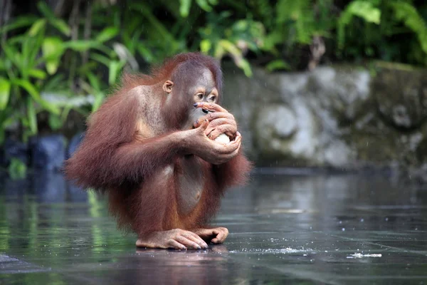 年轻的猩猩 — 图库照片