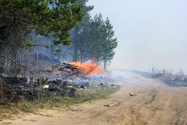 Incendie dans une forêt — Photo