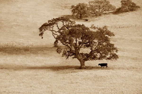Arbre solitaire et vache — Photo