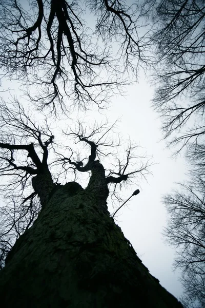 Lombtalan fák — Stock Fotó