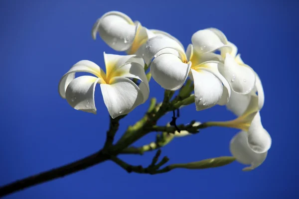 Frangipani — Stock Photo, Image