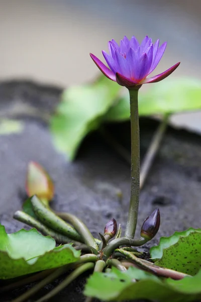 Flor tropical — Fotografia de Stock