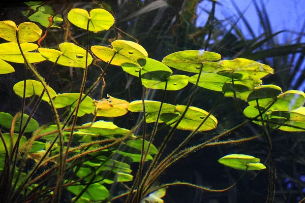 Podwodne roślina — Zdjęcie stockowe