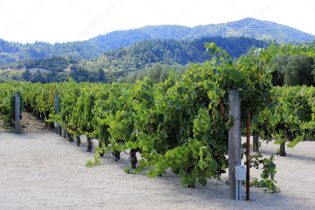 Vineyard of Napa in California.