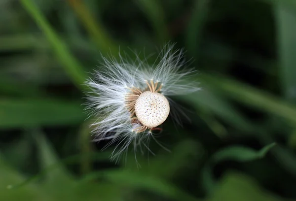 Diente de león — Foto de Stock