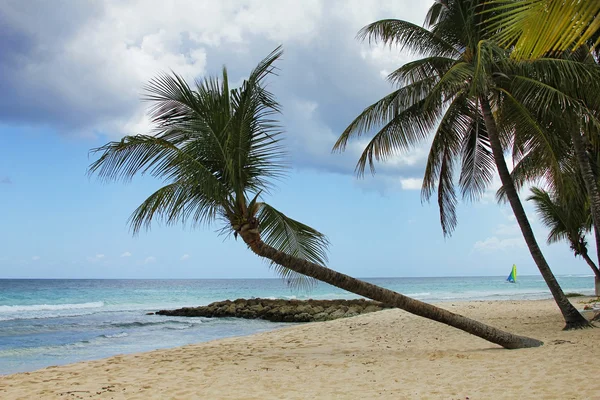 Tropisch strand — Stockfoto