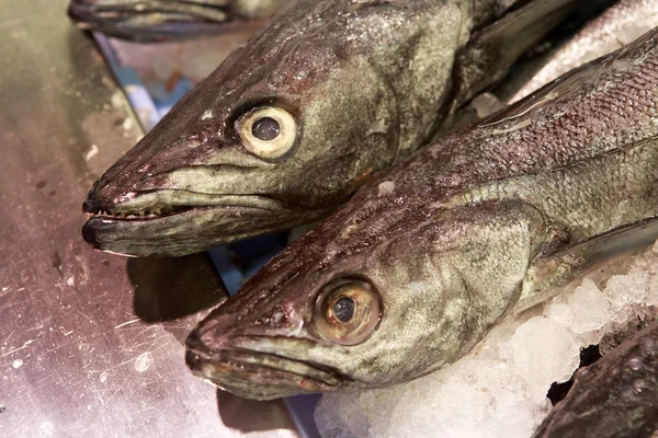 Taze balık — Stok fotoğraf