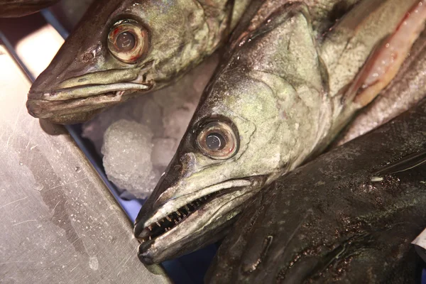 Frischer Fisch — Stockfoto