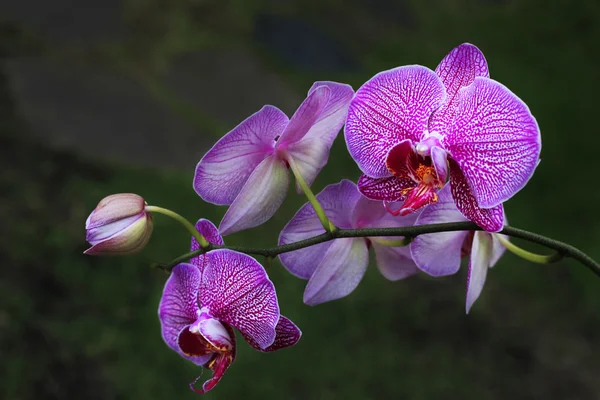 Orchidée — Photo