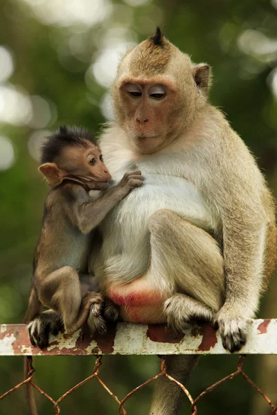 Família de macacos — Fotografia de Stock