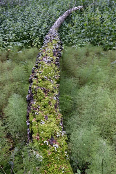 Moss-covered tree trunk — Stock Photo, Image