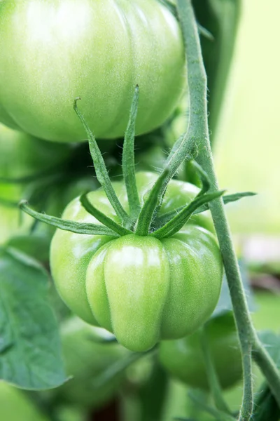 Tomaten — Stockfoto