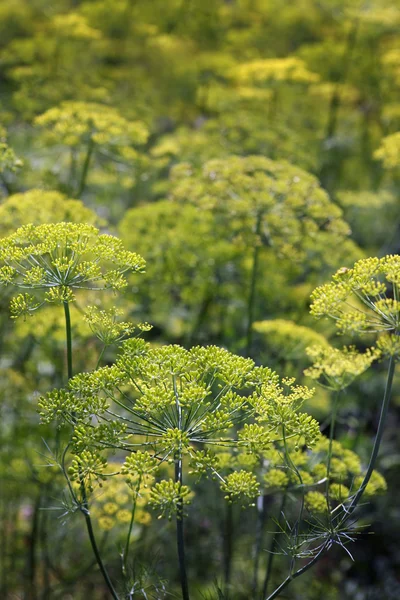 Fältet dill närbild — Stockfoto