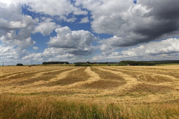 Campo de trigo — Fotografia de Stock