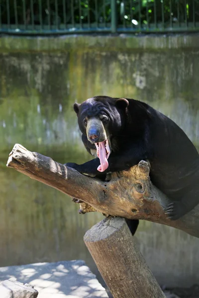 Urso malaio — Fotografia de Stock