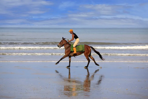 Galoppo sulla spiaggia — Foto Stock