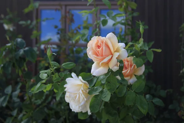 Bela rosa — Fotografia de Stock