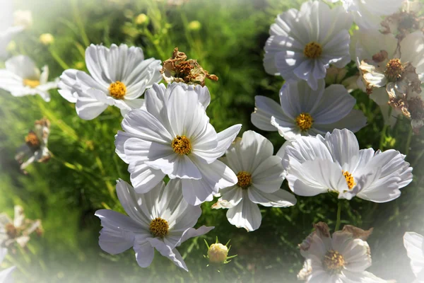 Güzel çiçekler evrenboş, beyaz bir arka plan daha önce pembe güller — Stok fotoğraf