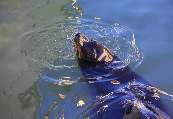 Серые тюлени — стоковое фото