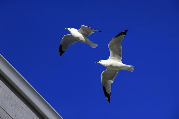 As gaivotas voadoras — Fotografia de Stock