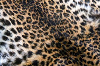 Leopar deri
