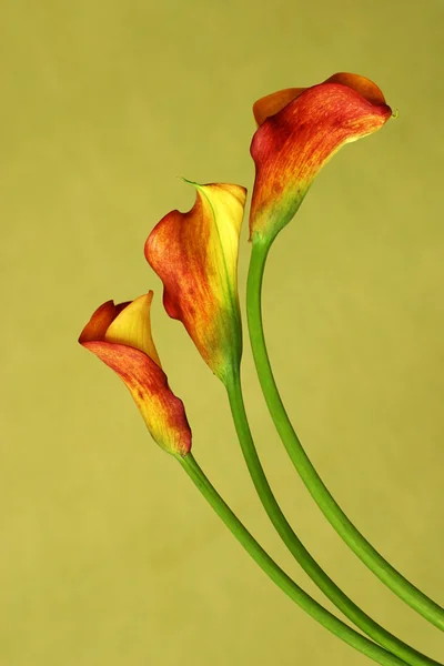 Callas rojas —  Fotos de Stock