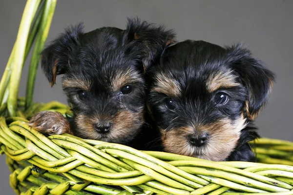 Yorkshire terrier — Stock Fotó