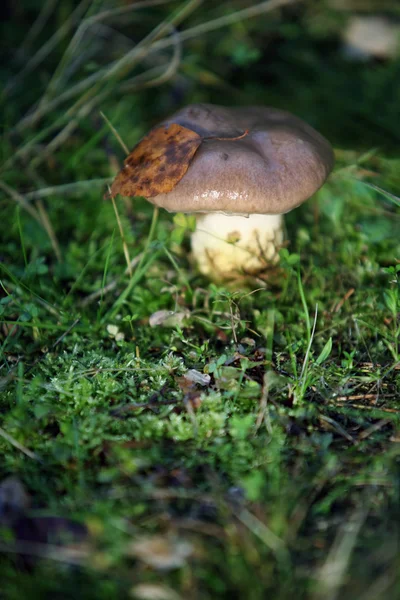 Mushroom — Stock Photo, Image