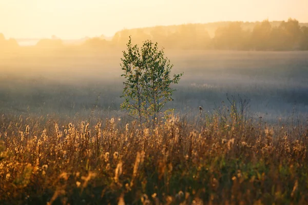 Bäume an einem Sonnenuntergang — Stockfoto