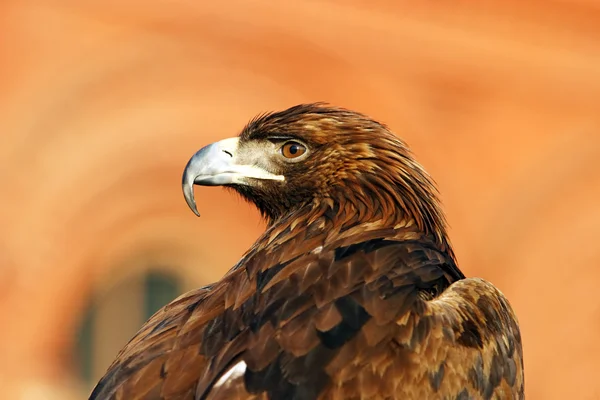 Portrait of an eagle — Stock Photo, Image