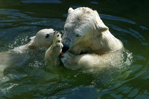 Family of polar bears Royalty Free Stock Images