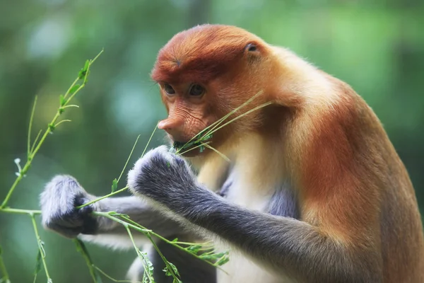 Un mono proboscis — Foto de Stock