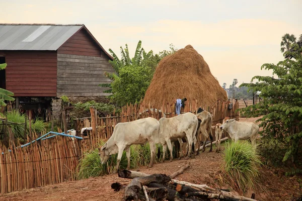 Vaca de leite magra contra um contexto de casas tradicionais — Fotografia de Stock