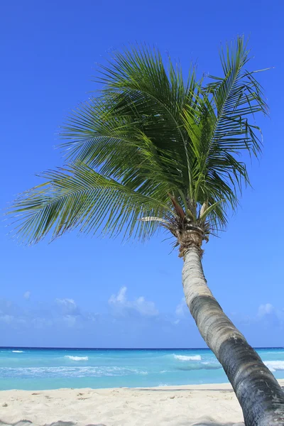 Güzel tropik sahil görünümü — Stok fotoğraf