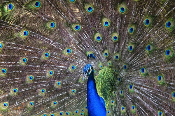 Um belo pavão — Fotografia de Stock