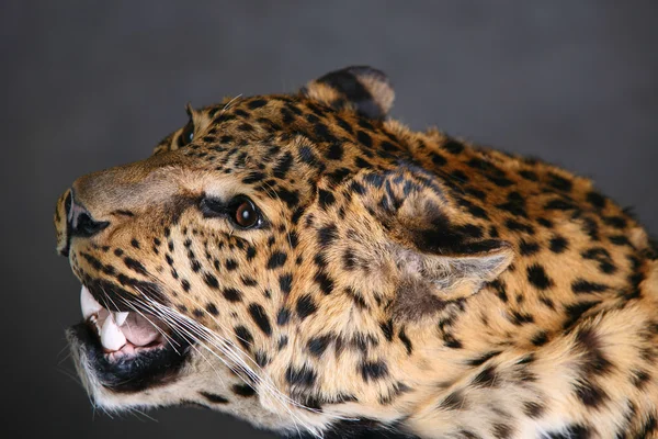 Cabeça do leopardo close-up — Fotografia de Stock
