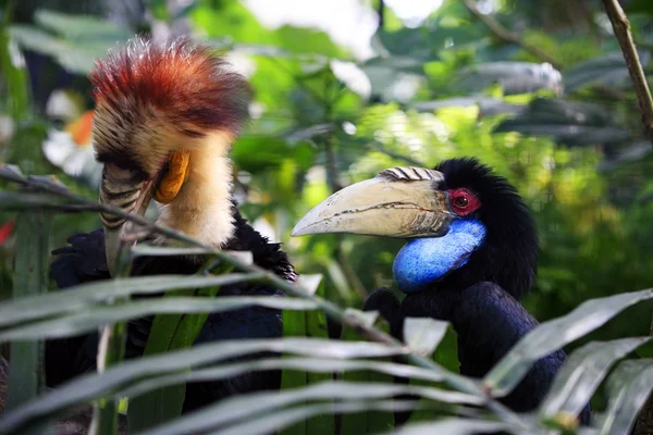 Head of male Wreathed Hornbill — Stock Photo, Image