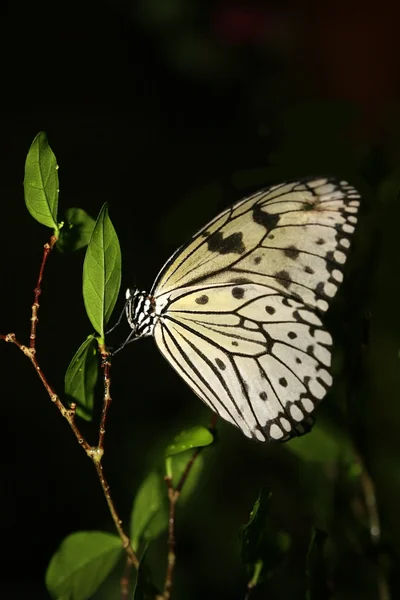 La mariposa aislada en negro — Foto de Stock