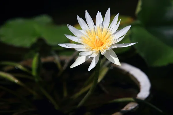 Lírio aquático branco com folhas — Fotografia de Stock