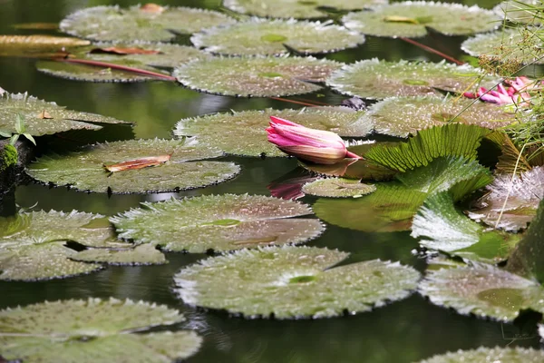 Flores de loto rosado o agua —  Fotos de Stock