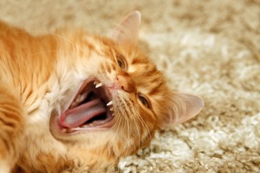 Eski gri kedi portresi