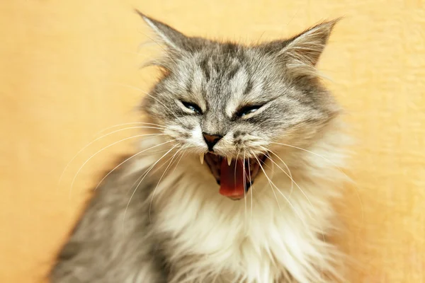 Retrato de um velho gatos cinzentos — Fotografia de Stock