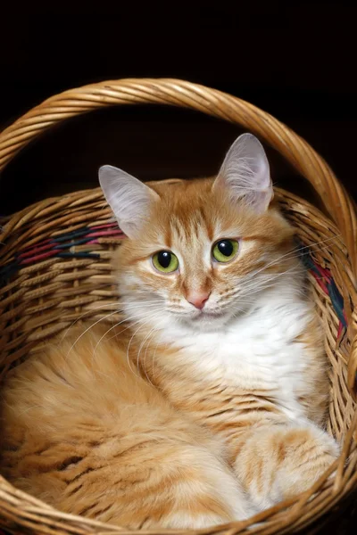 Πορτρέτο μιας νεαρής γάτας — Φωτογραφία Αρχείου