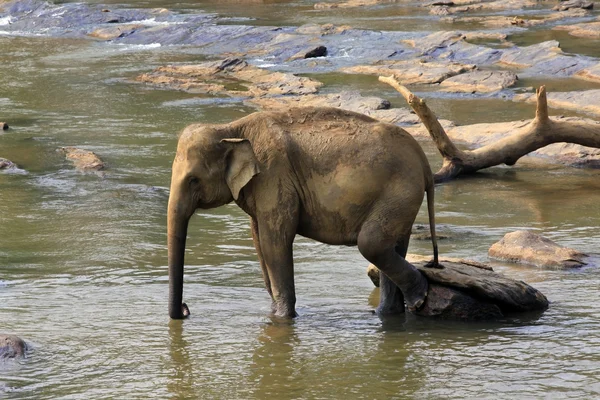 Indisk elefant i floden — Stockfoto