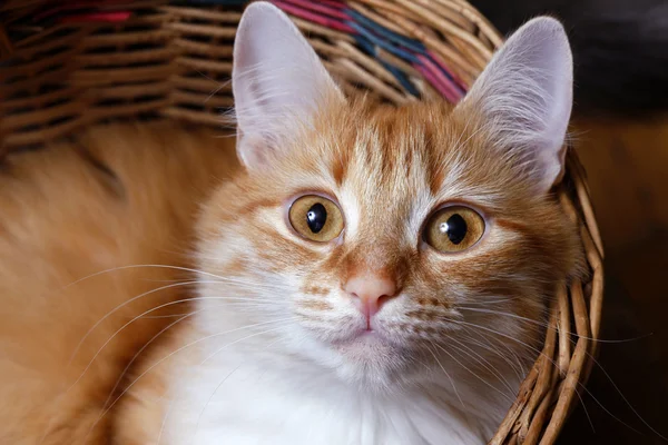 Červená kočka v košíku — Stock fotografie