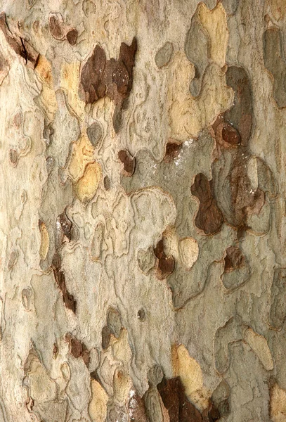 Textura de madera — Foto de Stock